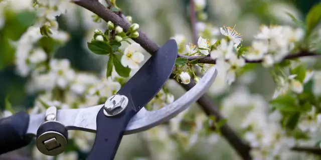 A Guide to Proper Pruning Techniques 5