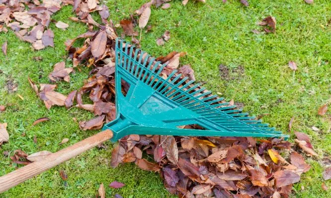 Efficient Leaf Removal Tips for a Clean Yard 3 Efficient Leaf Removal Tips for a Clean Yard 2