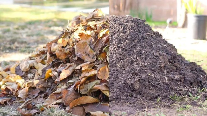 Efficient Leaf Removal Tips for a Clean Yard 6 Efficient Leaf Removal Tips for a Clean Yard 5