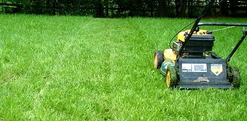 Environmental Impact of Mowing