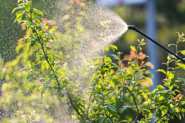 How to Spot and Treat Common Signs of Tree Stress and Health Problems 5