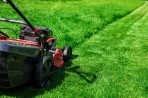 Ultimate Lawn Care for Beginners: Everything You Need to Know