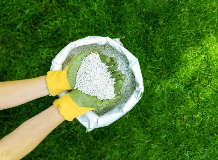 Lawn Care for Beginners Everything You Need to Know 4