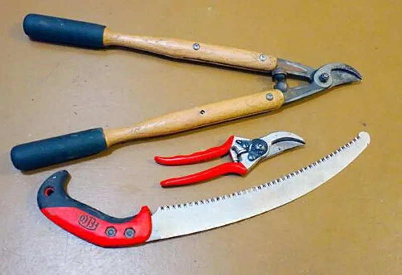 Pruning Explained A Key to Better Plant Care 4