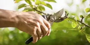 Pruning Explained Importance, Benefits, and Techniques