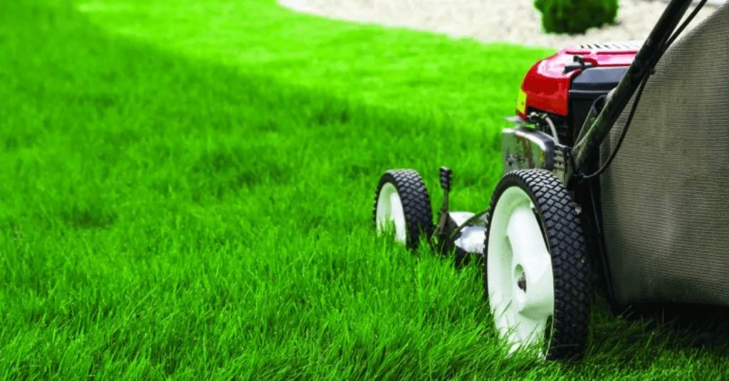 The Key to a Lush and Healthy Lawn Why Regular Mowing Matters 5