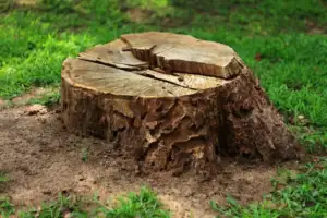 Everything You Need to Know About Tree Stump Removal