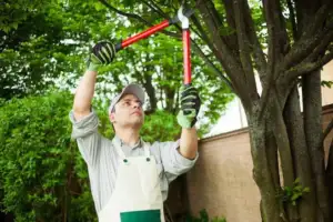 Pruning Explained Key Benefits and Best Methods