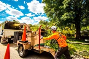 Smith Brothers Your Local Experts and Trusted Tree Services