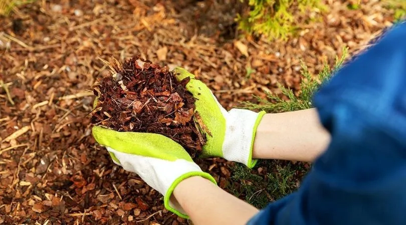 Sustainable Tree Care Tips for Long Term Health 5