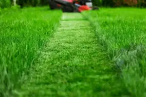 When and How Often Should You Mowing Your Lawn with the right timing