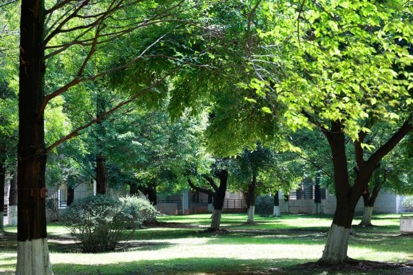 A Helpful Guide to Tree Inspection and Health Treatments