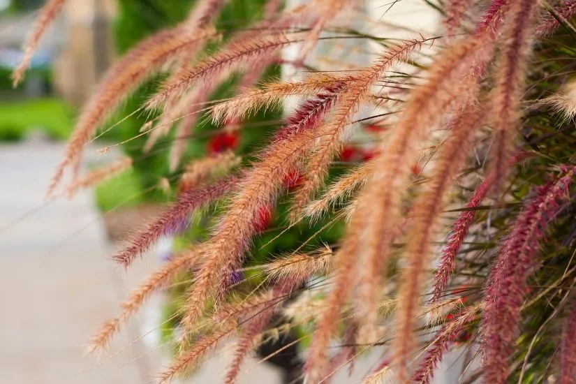 From Summer to Autumn Transitioning Your Yard for the New Season 4