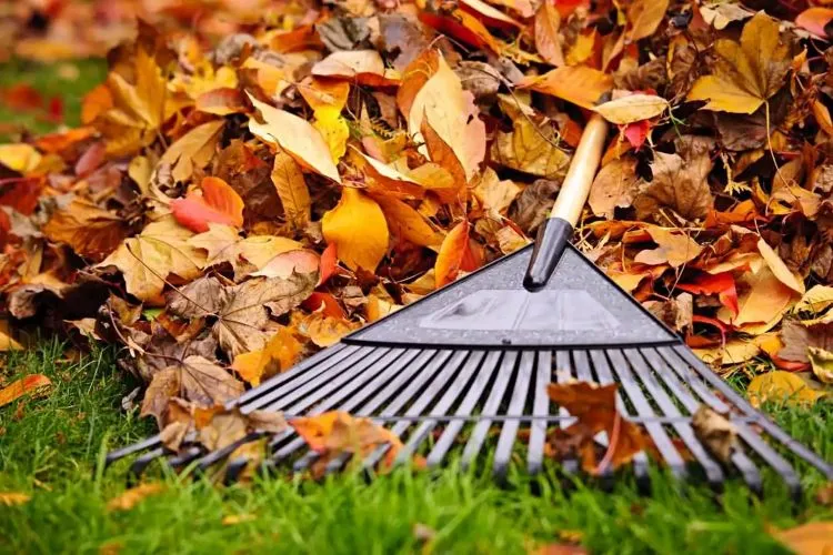 Winter Lawn Care Guide: Prep Your Yard for Cold Weather Now and a Greener Spring Later 3 Winter Lawn Care Guide Prep Your Yard for Cold Weather Now and a Greener Spring Later 2