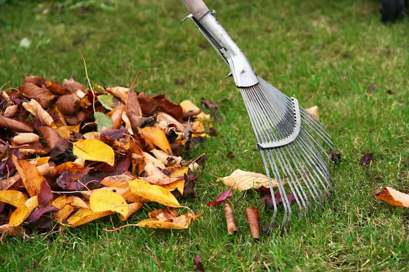 The Surprising Environmental Benefits of Professional Leaf Removal You May Not Know About